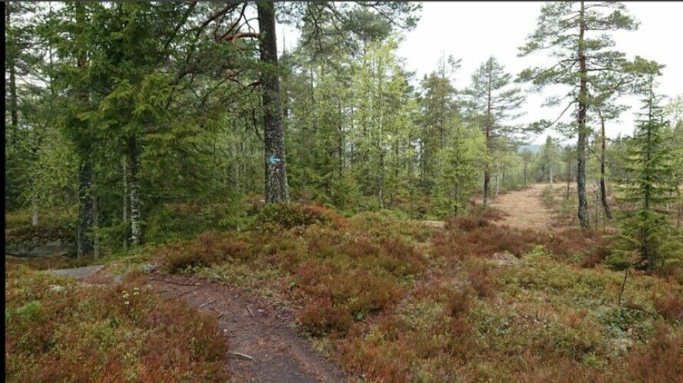 42 løpere med 75 resultater i Kondis virtuelle maraton- og ultraløp Øivind_Due_Trier_blåsti.jpg