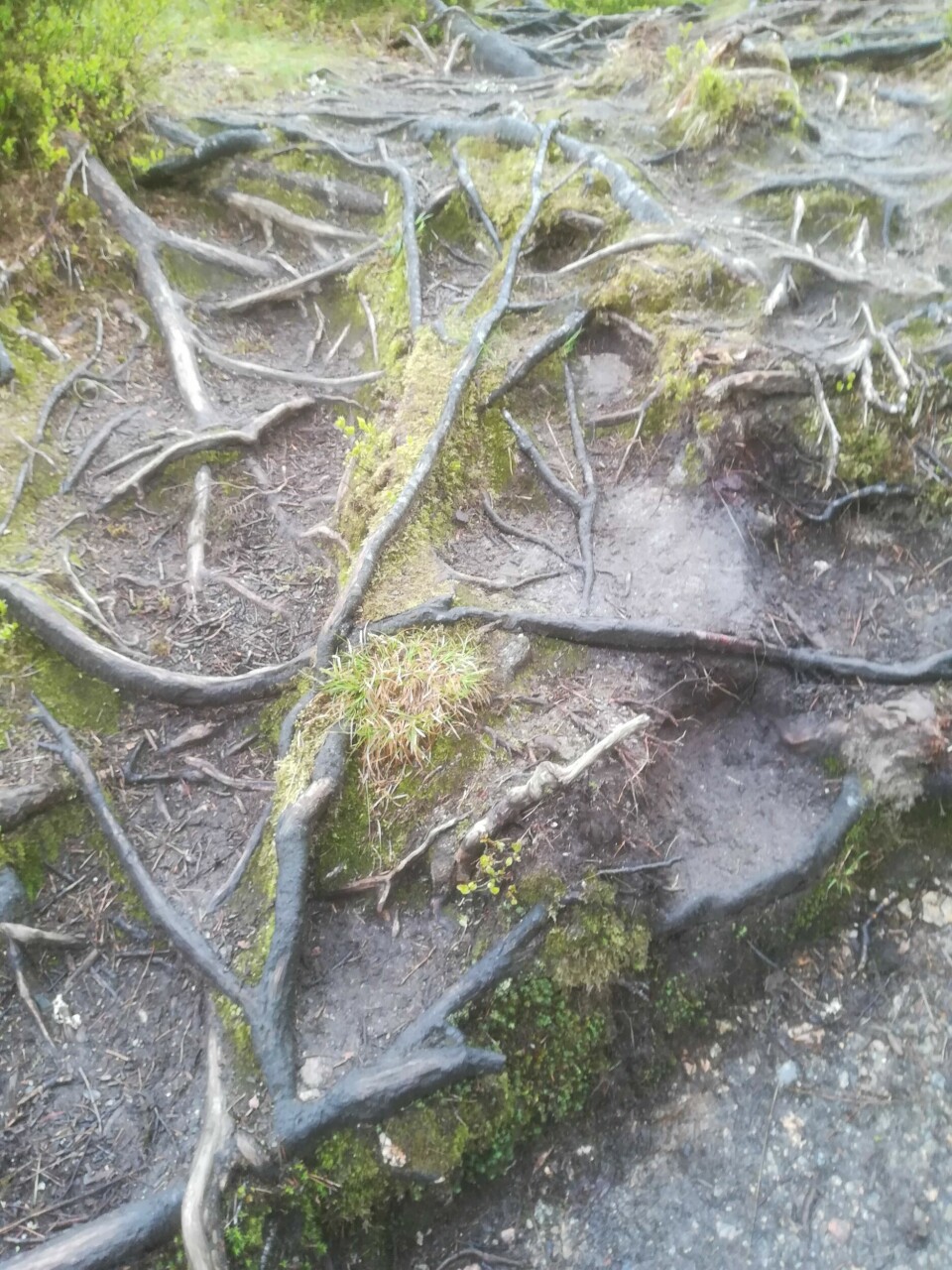 42 løpere med 75 resultater i Kondis virtuelle maraton- og ultraløp Vile_Horg-underlag.jpg